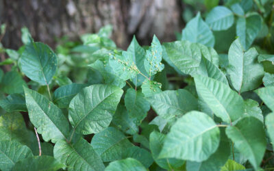 Hiking the Foothills: How to Identify and Treat a Severe Poison Oak Rash